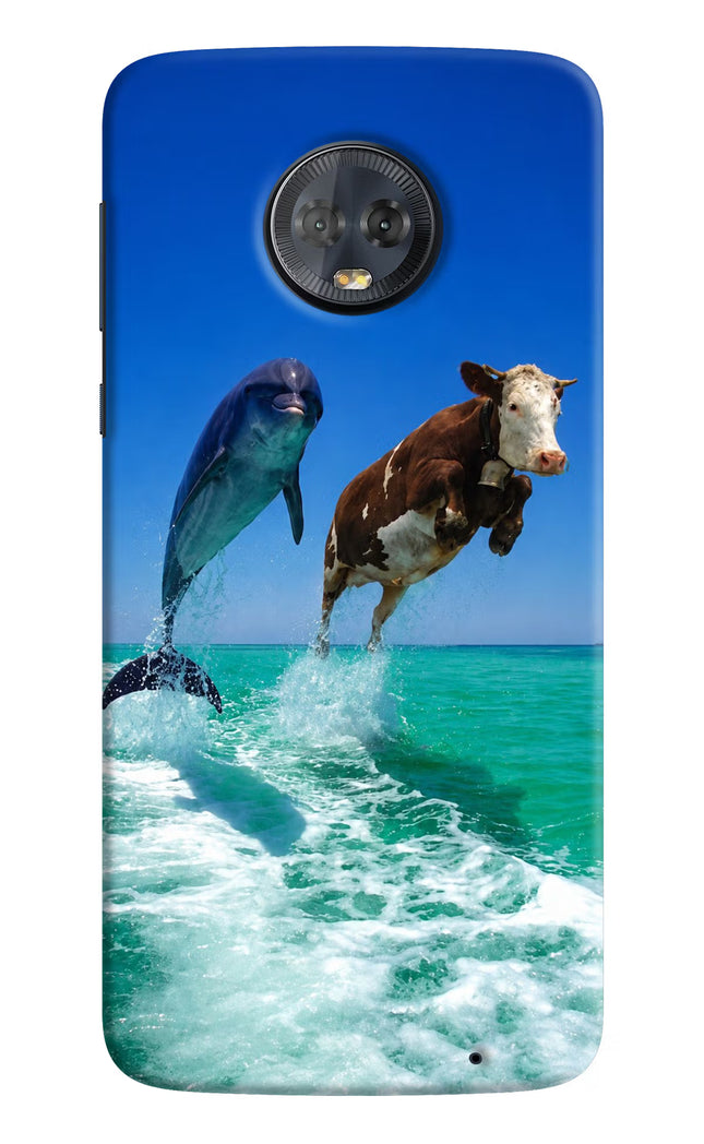 Dolphin vs Cow Moto G6 Hard Case Back Cover by Casekaro