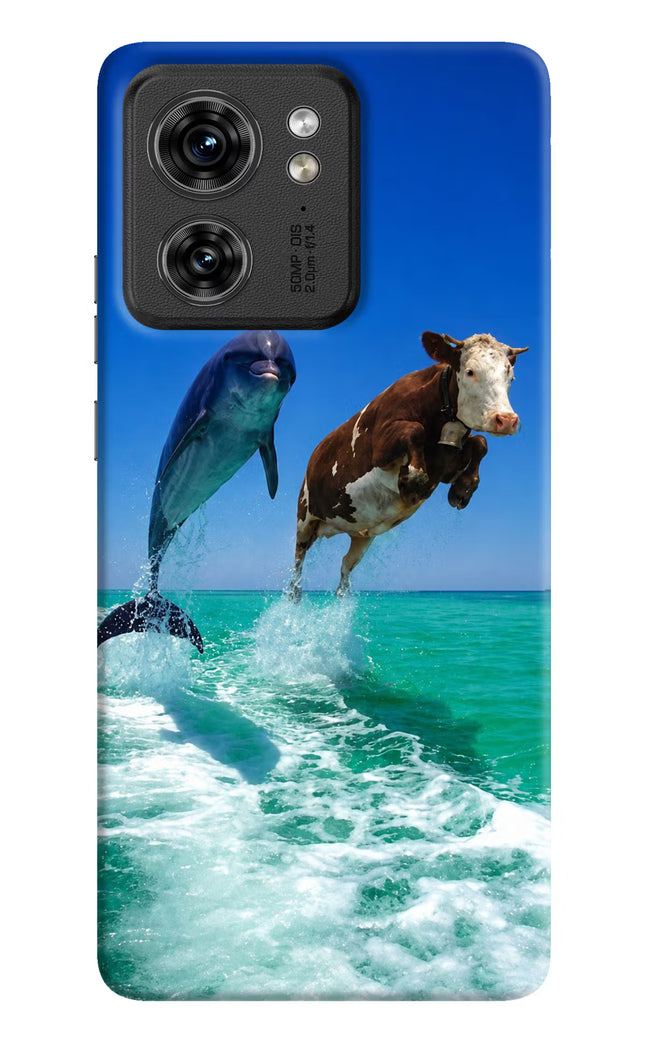 Dolphin vs Cow Moto Edge 40 Hard Case Back Cover by Casekaro