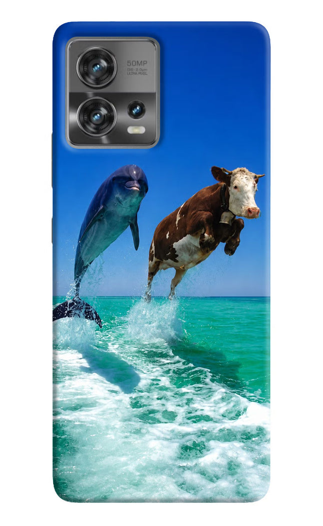 Dolphin vs Cow Moto Edge 30 Fusion Hard Case Back Cover by Casekaro