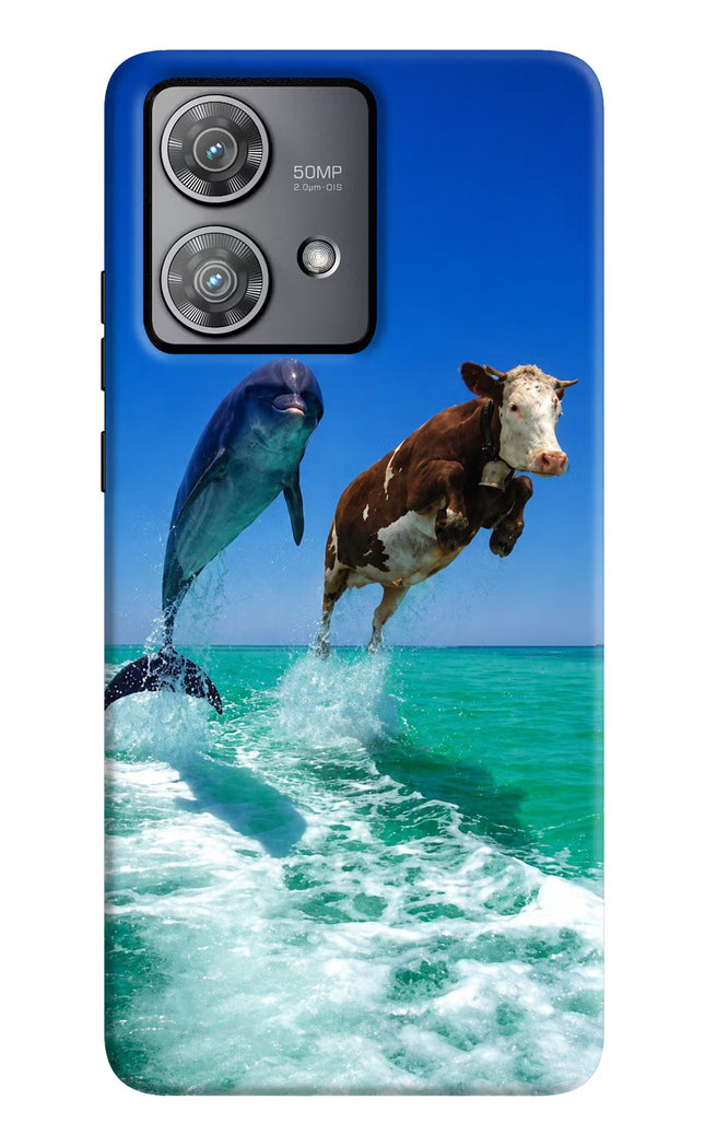 Dolphin vs Cow Moto Edge 40 Neo Hard Case Back Cover by Casekaro