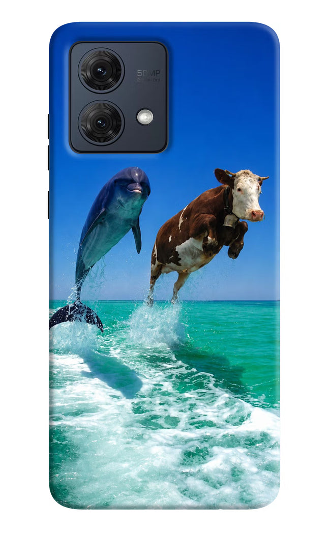 Dolphin vs Cow Moto G84 5G Hard Case Back Cover by Casekaro