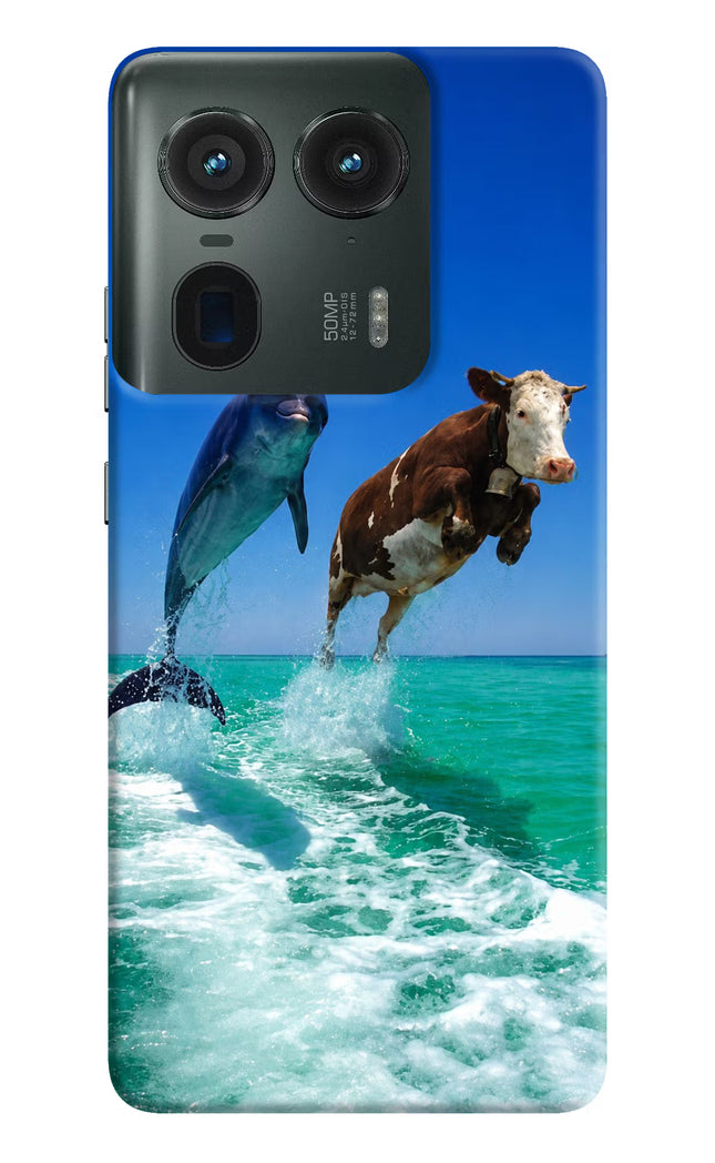 Dolphin vs Cow Moto Edge 50 Ultra 5G Hard Case Back Cover by Casekaro