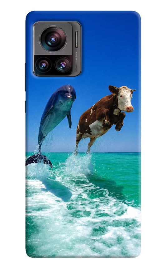 Dolphin vs Cow Moto Edge 30 Ultra Hard Case Back Cover by Casekaro