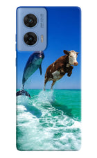Dolphin vs Cow Moto G96 5G Hard Case Back Cover by Casekaro