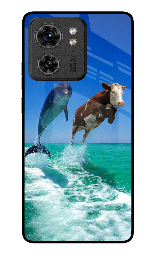 Dolphin vs Cow Moto Edge 40 Glass Case