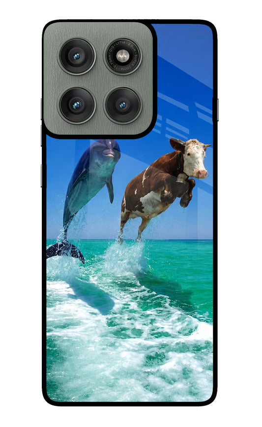 Dolphin vs Cow Moto Edge 60 Pro Glass Case