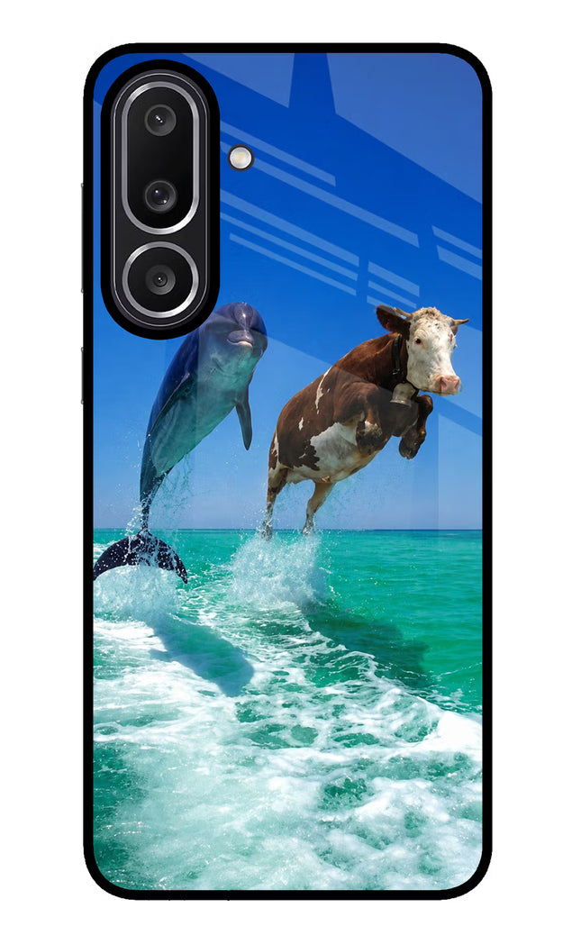 Dolphin vs Cow Samsung M56 5G Glass Case