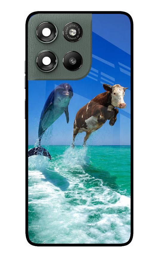 Dolphin vs Cow Moto G67 Power 5G Glass Case