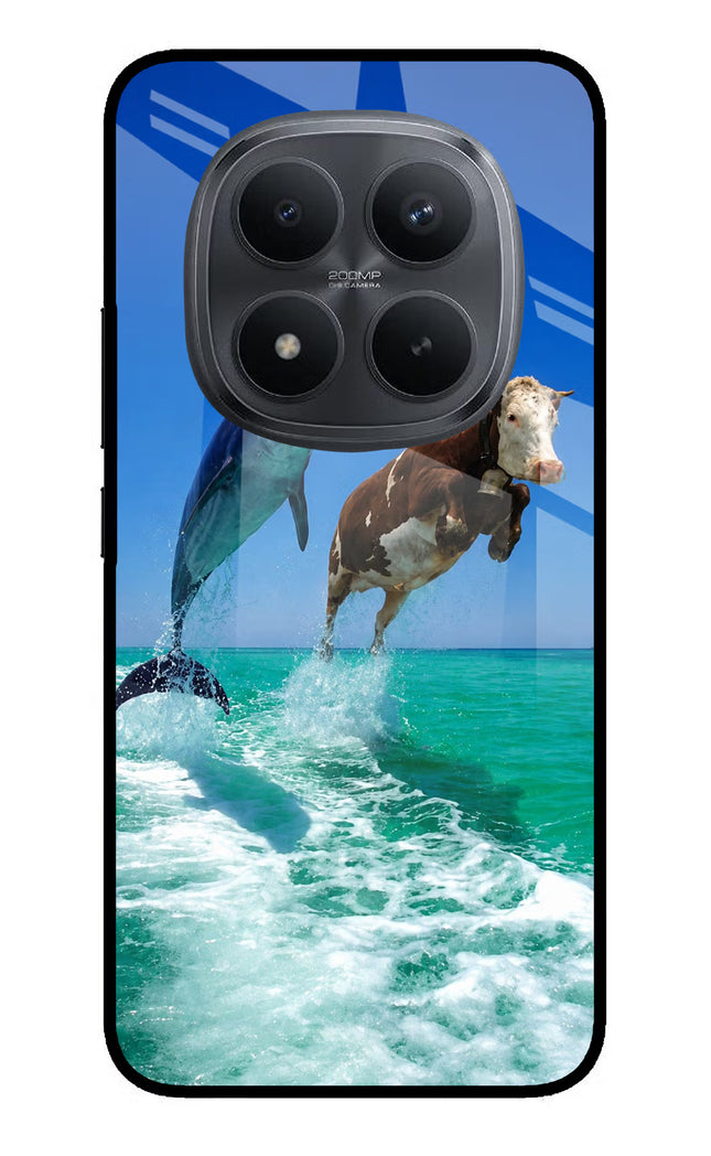Dolphin vs Cow Redmi Note 15 Pro+ 5G Glass Case Back Cover by Casekaro